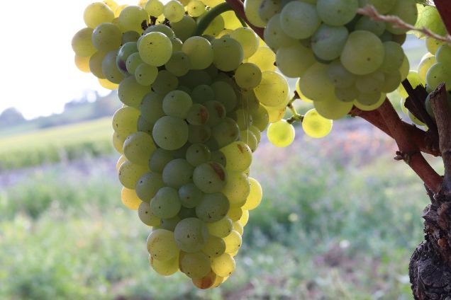 Grappe de chardonnay en Bourgogne