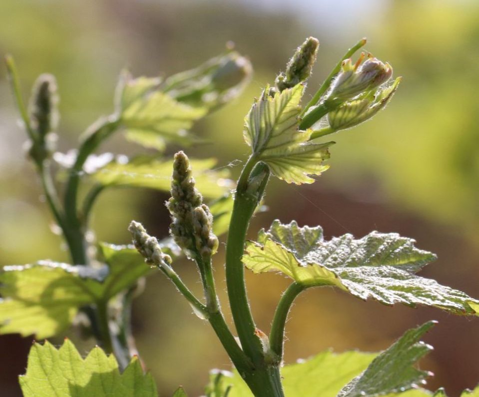 Inflorescence du chardonnay au printemps en Bourgogne