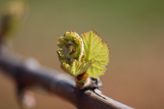Premières feuilles de vigne au printemps en Bourgogne