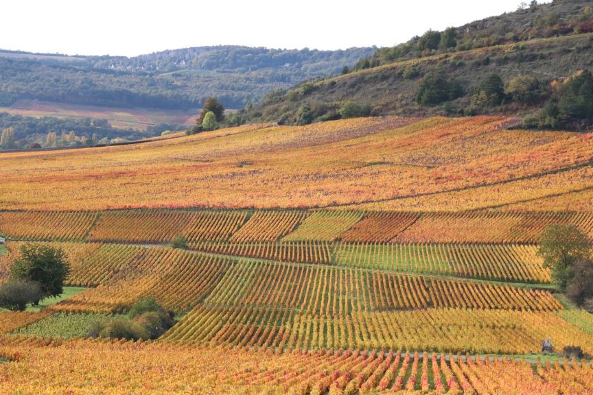 Vignoble de Saint Aubin en Côte de Beaune en Bourgogne